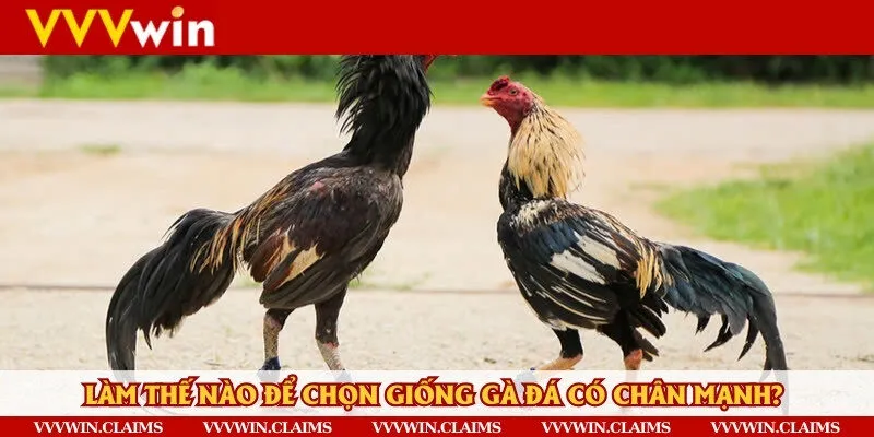 Ưu tiên chọn giống nòi trước khi tìm kiếm các bài tập luyện tập chân mạnh